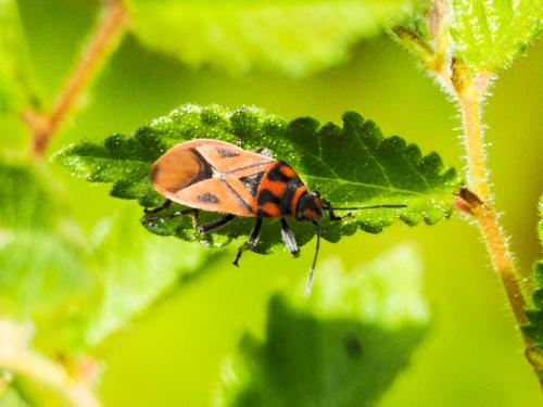 Graptostethus servus