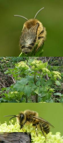 Colletes cunicularius