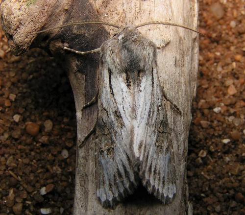 Aporophyla australis