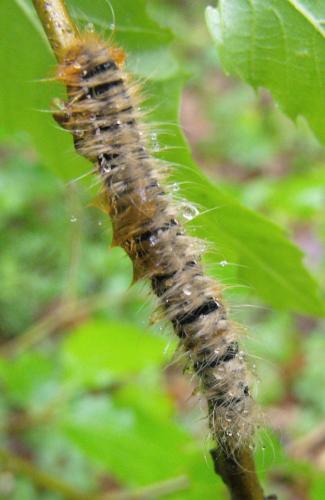 Lasiocampa quercus