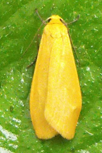 Réf. 161 952 : Eilema sororcula