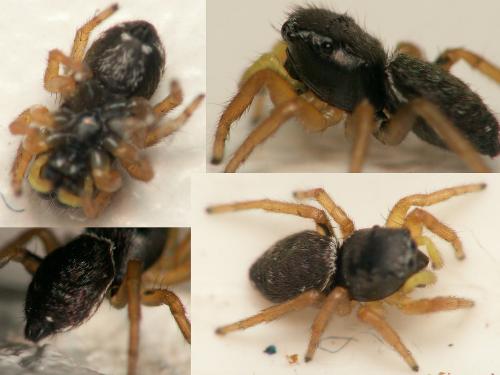 Heliophanus sp.