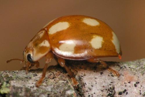 Calvia decemguttata