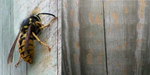 Vespula germanica