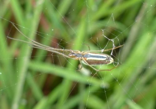 Réf. 161 248 : Tetragnatha extensa