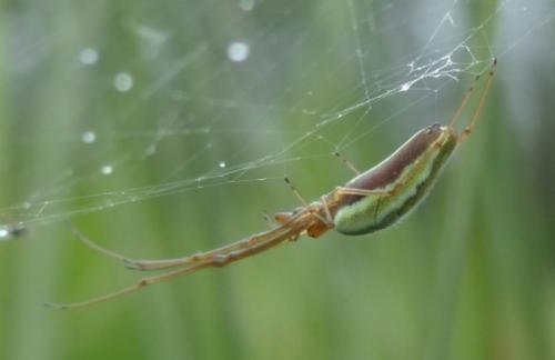 Réf. 161 249 : Tetragnatha extensa