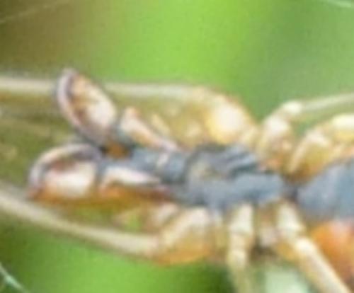 Réf. 161 721 : Tetragnatha extensa