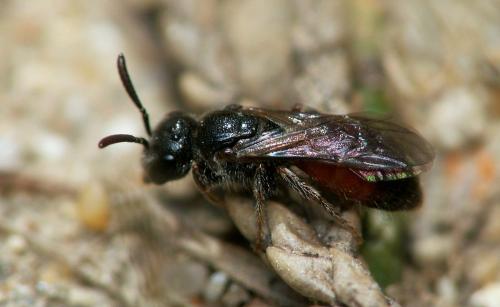 Réf. 161 126 : Sphecodes sp.