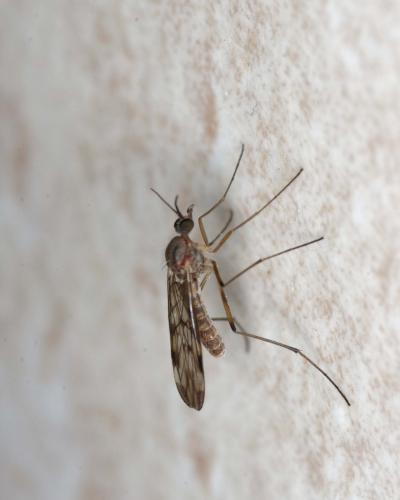 Sylvicola sp.
