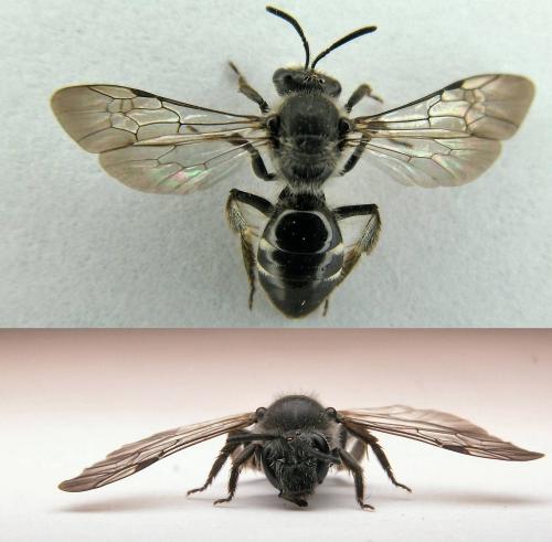 Lasioglossum bimaculatum