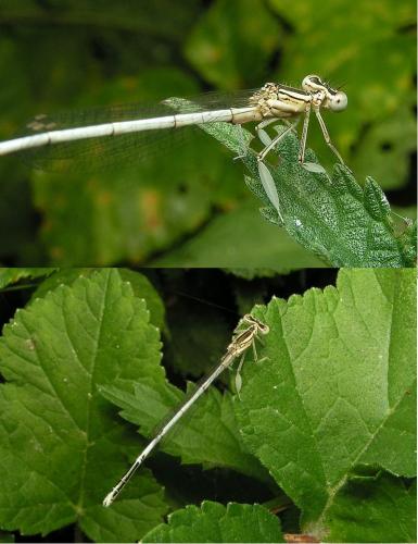Platycnemis latipes