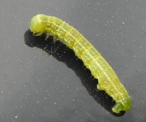 Operophtera brumata
