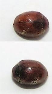 Réf. 161 521 : Scymnus sp.