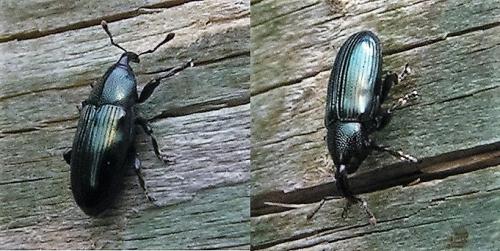 Aulacobaris coerulescens