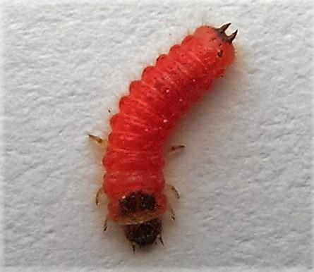 Trichodes sp.
