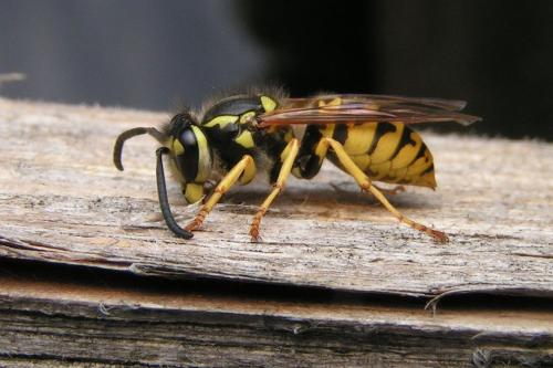 Réf. 161 574 : Vespula sp.