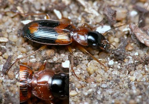 Badister unipustulatus