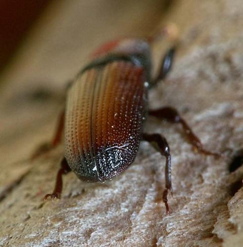 Réf. 161 049 : Mesites pallidipennis