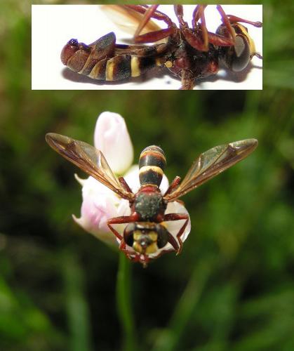 Conops vesicularis