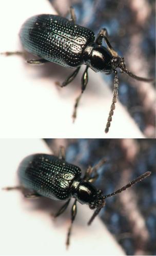 Réf. 161 007 : Oulema gallaeciana