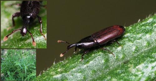 Cossonus linearis