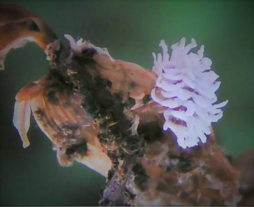 Réf. 161 520 : Scymnus sp.