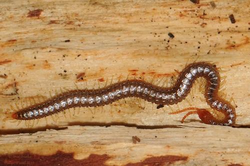 Geophilus carpophagus