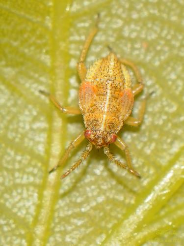 Réf. 161 108 : Harpocera thoracica
