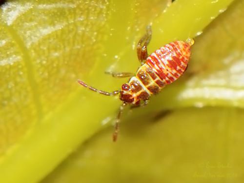 Rhabdomiris striatellus