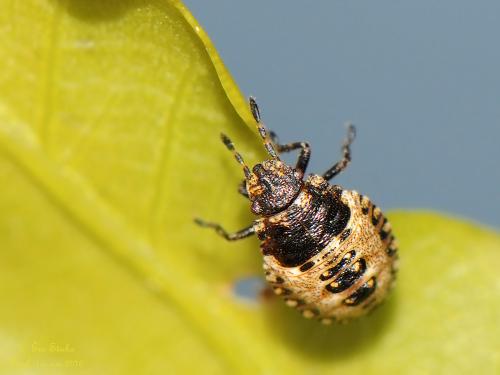 Réf. 161 136 : Pentatoma rufipes
