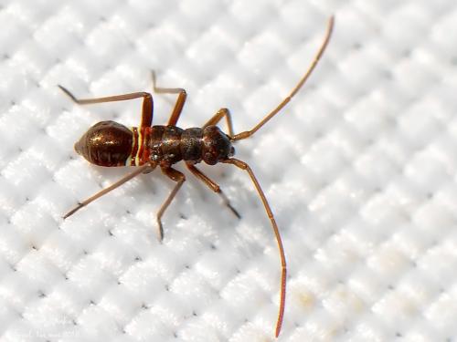 Miris striatus