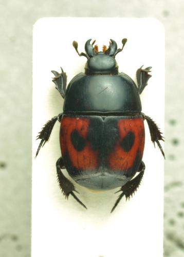 Hister quadrimaculatus
