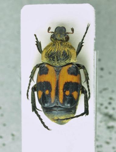 Trichius fasciatus