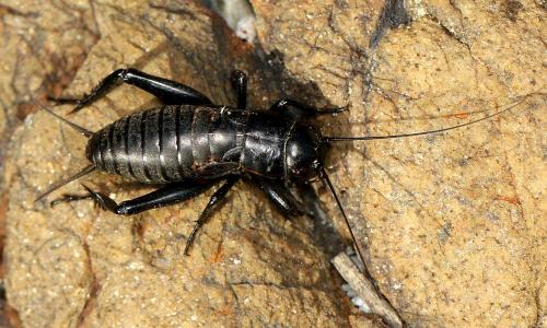 Gryllus sp.