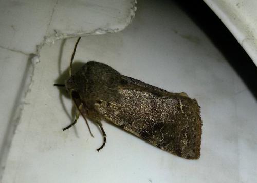 Réf. 161 082 : Orthosia incerta