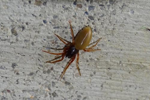 Réf. 161 362 : Dysdera sp.