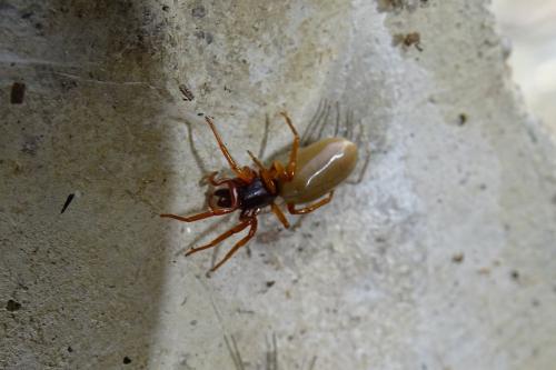 Réf. 161 363 : Dysdera sp.