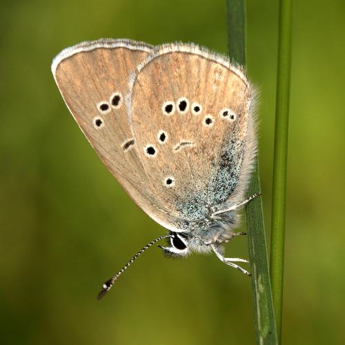 Réf. 161 009 : Cyaniris semiargus