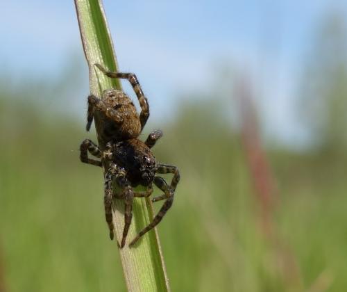 Arctosa leopardus