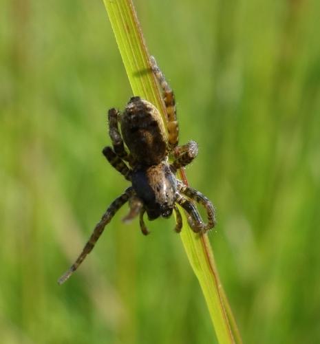 Réf. 161 236 : Arctosa leopardus