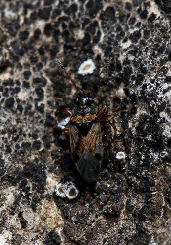 Ischnocoris flavipes