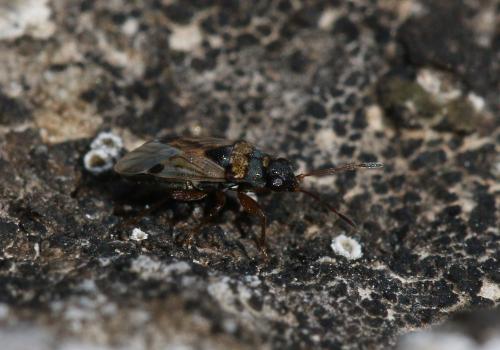 Réf. 161 461 : Ischnocoris flavipes