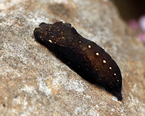 Lasiommata sp.