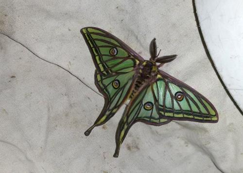 Actias isabellae