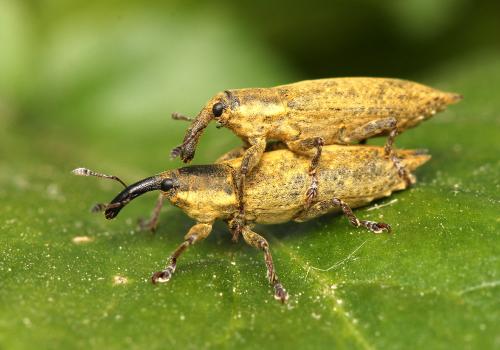 Lixus mucronatus