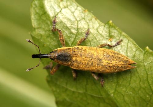 Lixus mucronatus