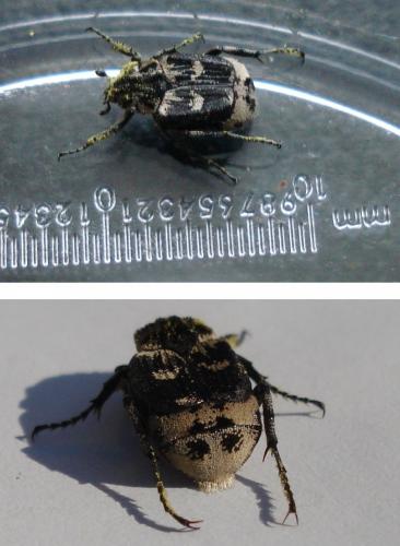 Valgus hemipterus