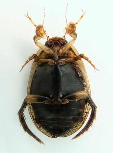 Réf. 161 051 : Acilius sulcatus