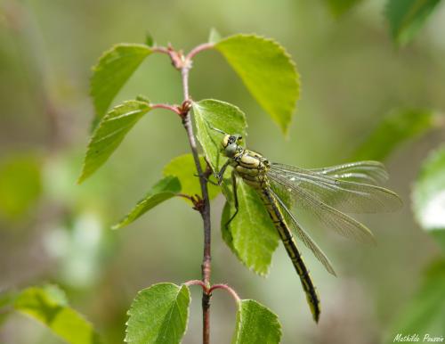 Réf. 161 742 : Gomphus pulchellus