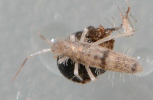 Réf. 161 089 : Seira domestica
